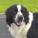 Webster was adopted in July, 2004